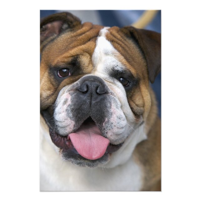En engelsk bulldog i Belgien. Fototryck (Framsidan)