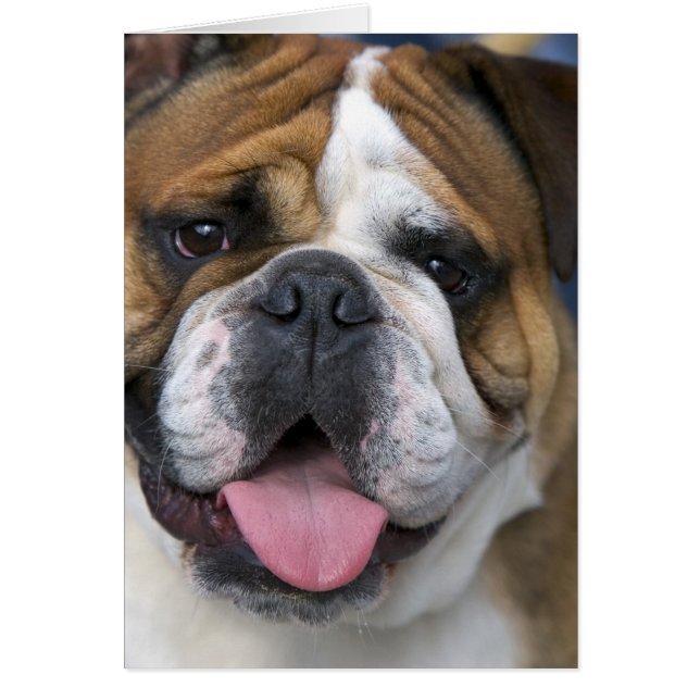 En engelsk bulldog i Belgien. Hälsningskort (Framsidan)