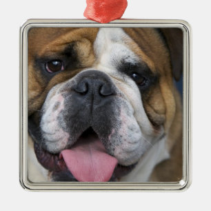 En engelsk bulldog i Belgien. Julgransprydnad Metall