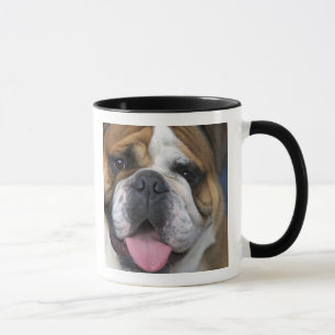 En engelsk bulldog i Belgien. Mugg