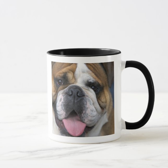 En engelsk bulldog i Belgien. Mugg (Höger)