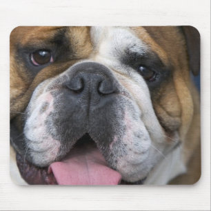En engelsk bulldog i Belgien. Musmatta