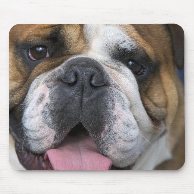 En engelsk bulldog i Belgien. Musmatta (Framsidan)