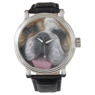 En engelsk bulldogg i Belgien. Armbandsur