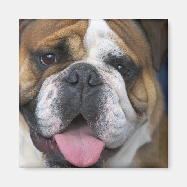 En engelsk bulldogg i Belgien. Magnet (Framsidan)