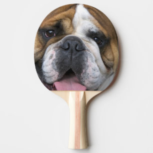 En engelsk bulldogg i Belgien. Pingisracket