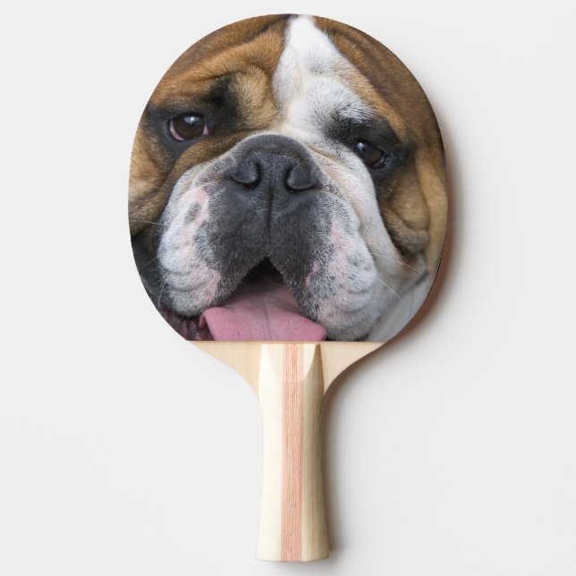 En engelsk bulldogg i Belgien. Pingisracket (Framsidan)