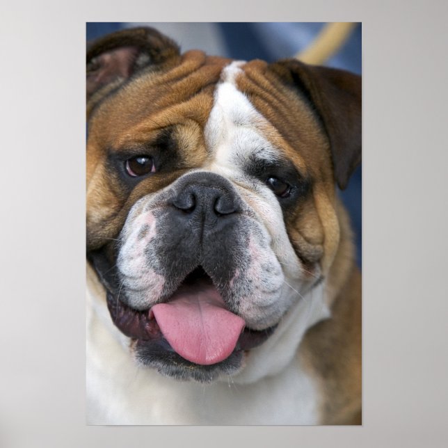 En engelsk bulldogg i Belgien. Poster (Framsidan)