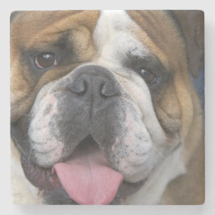 En engelsk bulldogg i Belgien. Stenunderlägg