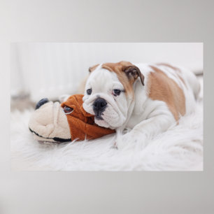 En engelsk bulldoggvalp som leker med en bulldogg poster