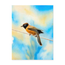 En ensam färglös fågel