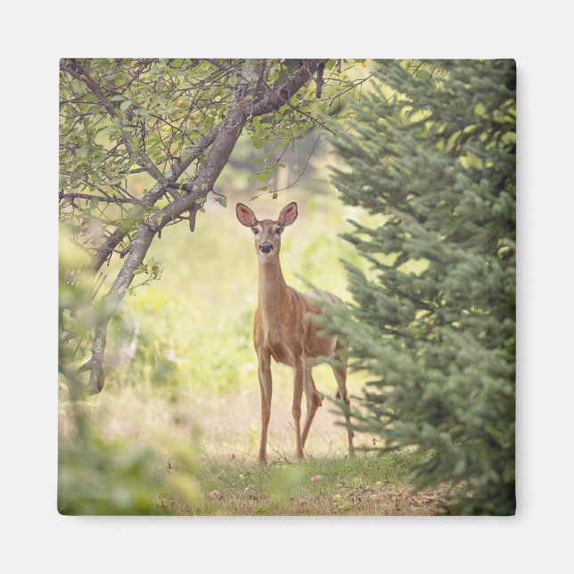 En ensam Hjort Magnet (Framsidan)