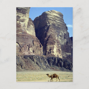 En ensam kamel, Wadi Rum Desert, Jordan Desert Vykort