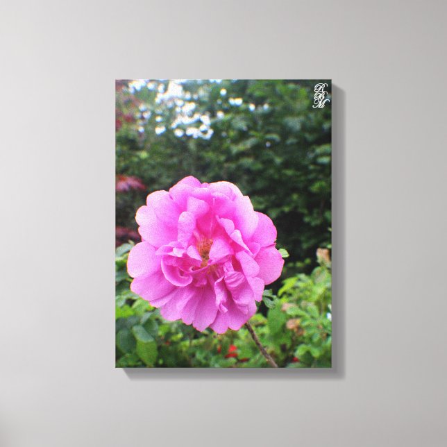 En Ensam Rosa Blomma Canvastryck (Framsida)