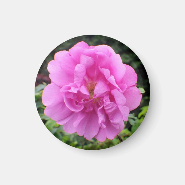 En ensam rosa blomma magnet (Framsidan)
