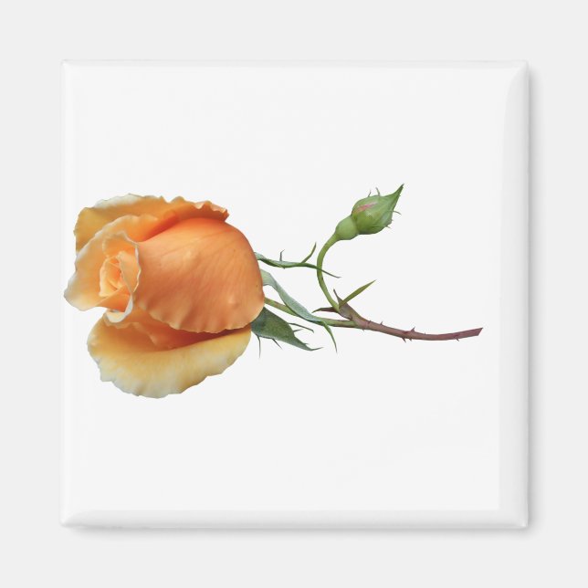 En ensam rosstickling         magnet (Framsidan)