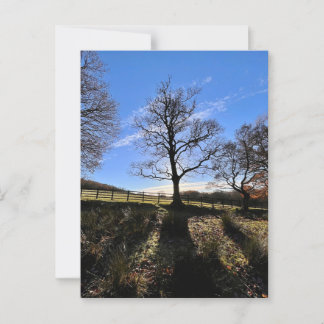 En ensam träd.. vykort