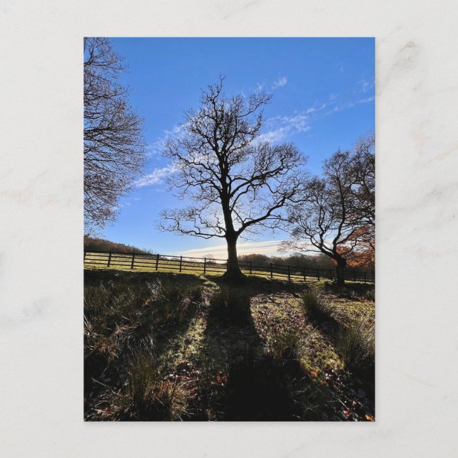 En ensam träd.. vykort (Framsida)