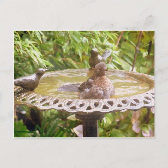 En fågel i badet vykort (Framsida)