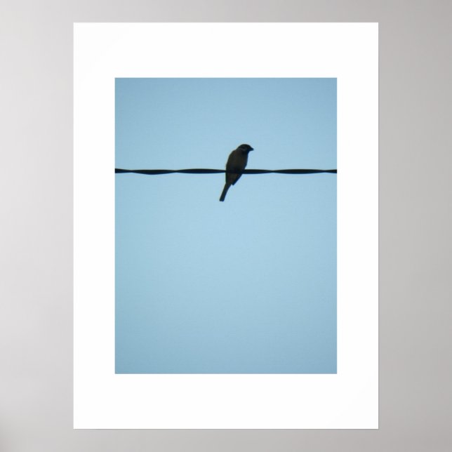 En fågel/Poster Poster (Framsidan)