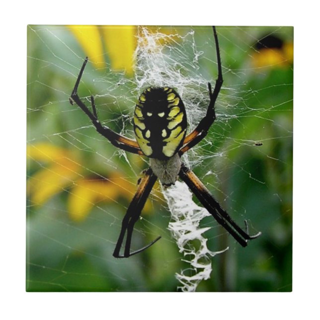 En Fantastisk Photo Orb Spider i Webben Kakelplatta (Framsidan)