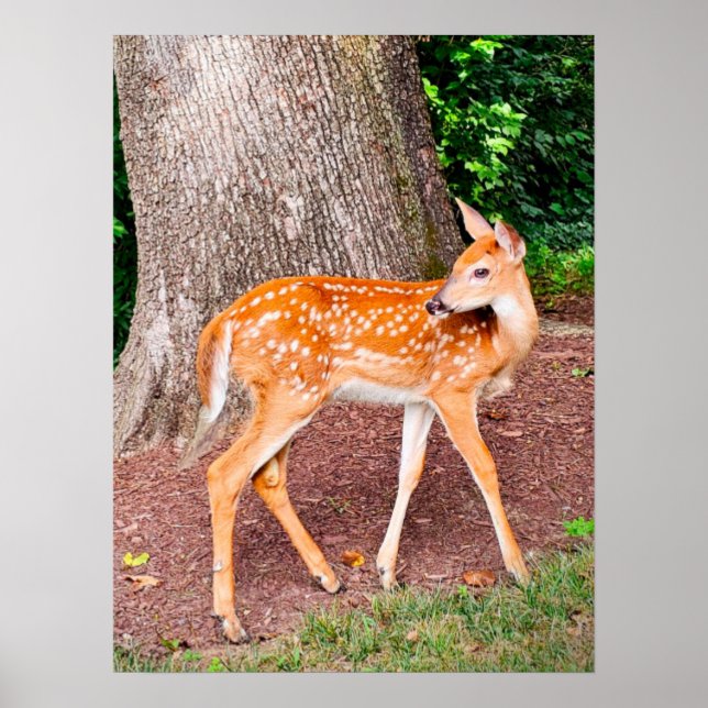 En fawn poster (Framsidan)
