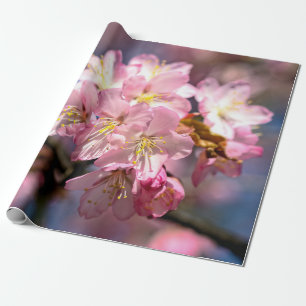 En festival för Rosa Sakura Flowers Presentpapper