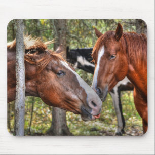 En fin kastanjestallion och Mare i ett skogfoto Musmatta