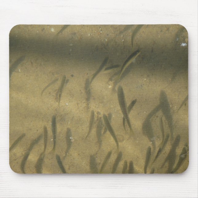 en fiskhistoria musmatta (Framsidan)