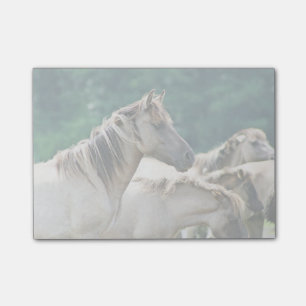 En flock av Brumby hästar från Australien Post-it Block