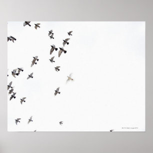 En flock av fåglar flyger på himmlen poster