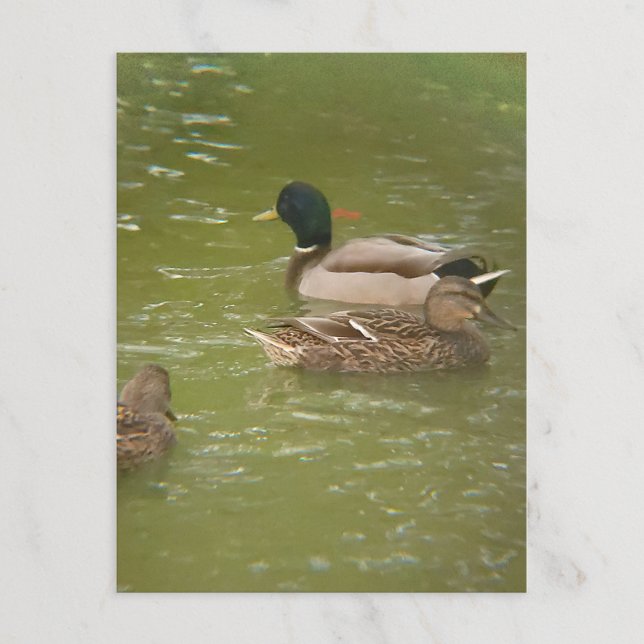 En flotte av änder i Pond Taylor Michigan vykort (Skapare uppladdad)