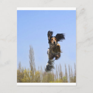 En flygande hund! vykort