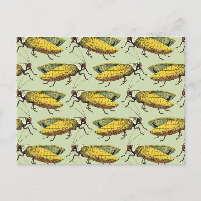 En folkmassa av Katydids Vykort (Framsida)