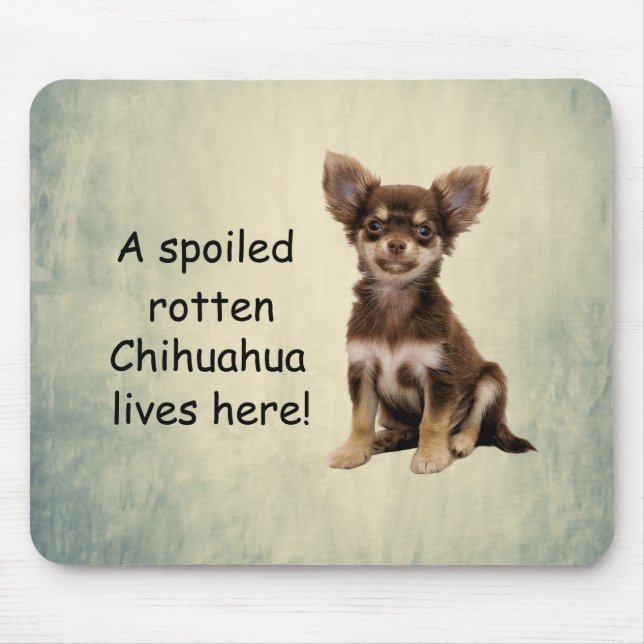 En förstörd Rotten Chihuahua-Hund här Musmatta (Framsidan)