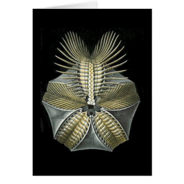 En fossil- havsgatubarn hälsningskort (Framsidan)