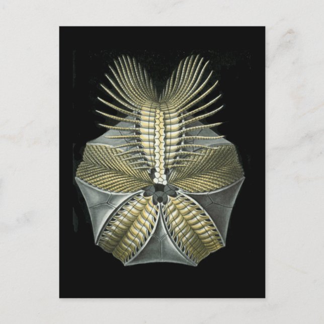 En fossil sjöborre vykort (Framsida)