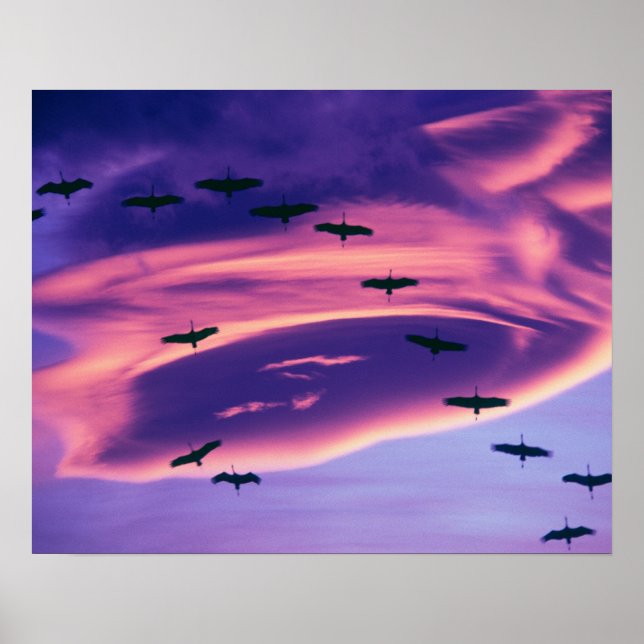 En fotokomposition av sandhill-tranor under flygni poster (Framsidan)