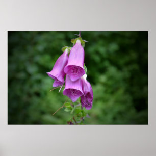 En Foxglove besegrar lätt Poster