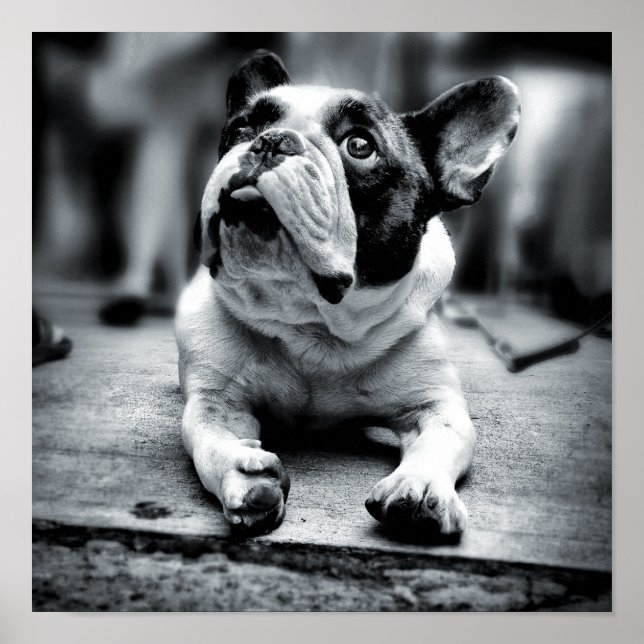 En Fransk Bulldog väntar Poster (Framsidan)