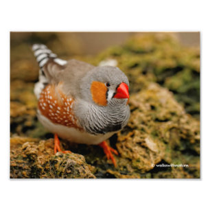 En Friendly Male Zebra Finch Fototryck