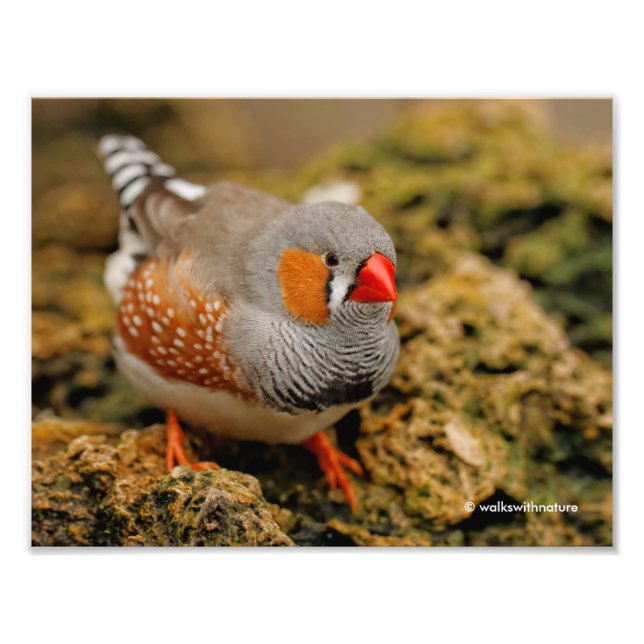 En Friendly Male Zebra Finch Fototryck (Framsidan)