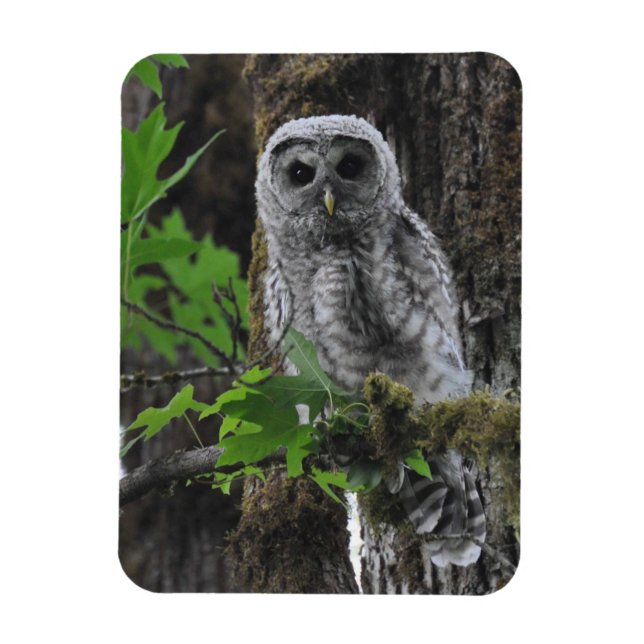 En Fuzzy Baby Barred Owlet Magnet (Vertikal)