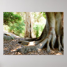 En gammal stor Träd