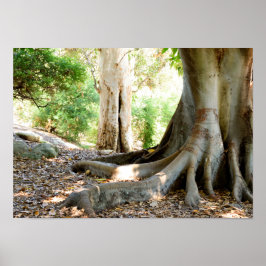 En gammal stor Träd Poster