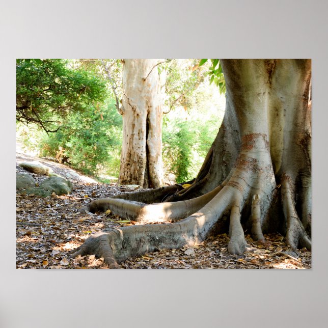 En gammal stor Träd Poster (Framsidan)