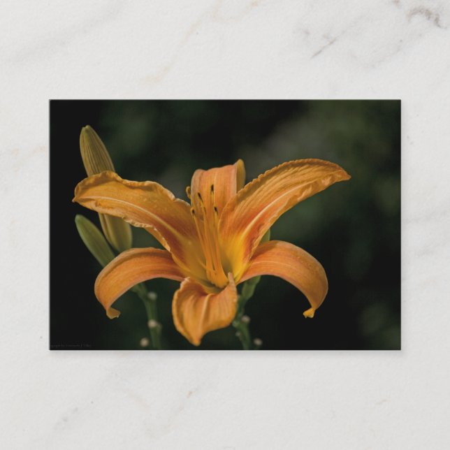 En Garden Delight Mini-utskrift Visitkort (Framsida)