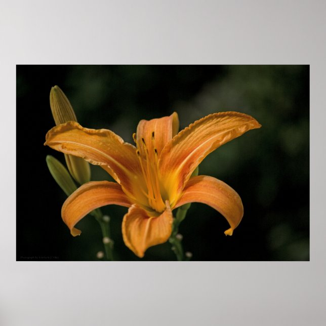 En Garden Delight-utskrift Poster (Framsidan)