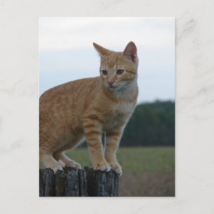 En Ginger Kitten i Land Vykort