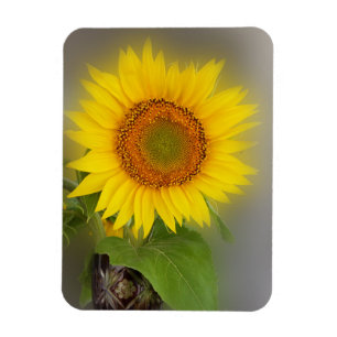 en glödande solros magnet